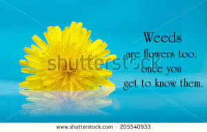 ... beautiful yellow dandelion bloom floating on water. - stock photo