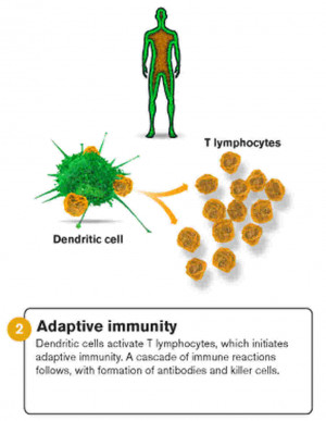 immune responses immediate responses by the innate immune system have