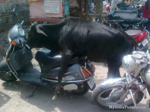 Displaying (18) Gallery Images For Funny Honda Quotes...