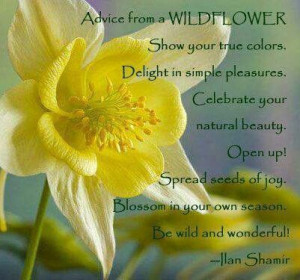 Advice from a Wildflower