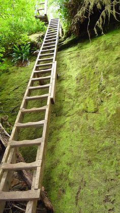 West Coast Trail Ladder One Of Many