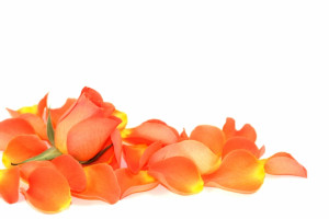 Peach Petals Fragrance