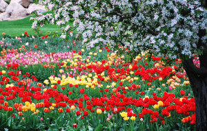 Ready-for-Spring-Tulips.jpg