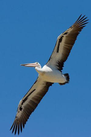 The Australian Pelican: population generally estimated at around ...