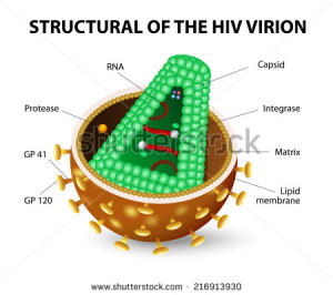 Free Quotes Pics on: Hiv Aids Virus Life Cycle