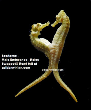 Seahorse – Male Endurance – Roles Swapped!!