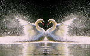 swan-love