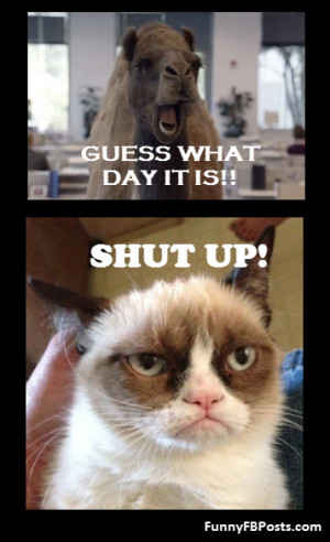 Mad Cat Quotes Mad cat don't like hump day!