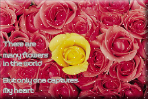 ... Flowers In the World But Only One Capturers My Heart ~ Flowers Quote