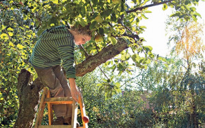 Fruit of your labour: pruning can be the cause of apple tree problems ...