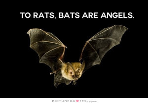 Bat Quotes Rat Quotes