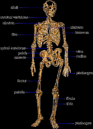 Forensic Anthropology picture