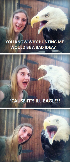 bad joke bald eagle