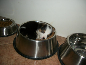 can’t believe this puppy fits in it’s food bowl.