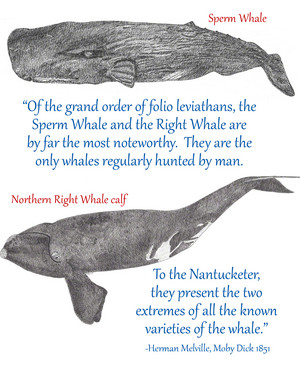 Northern Right Whale Calf and Sperm Whale with Melville Quote