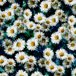 Daisies Tumblr Background Daisies seem to be popping up