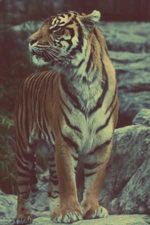tiger leopard *-* jaguar big cats wild cats panther beautiful animals ...