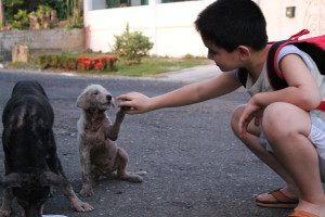 ... , No-Kill Animal Shelter Out Of His Garage To Help Stray Animals
