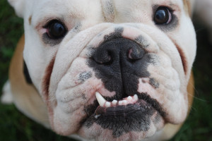 Cute Bulldog Honeycorn