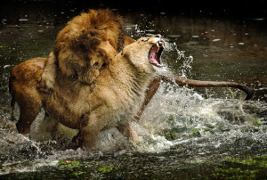 Animal Fights Lion vs Tiger