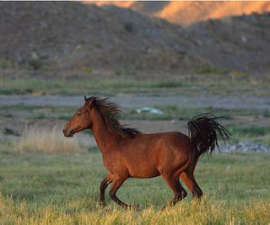 Wild horse near Reno, Nevada (Photo by J. Bruskotter)