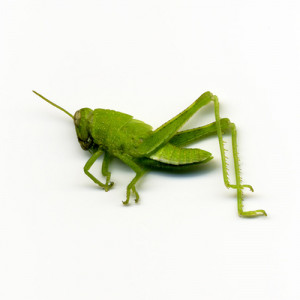Grasshopper quote david carradine
