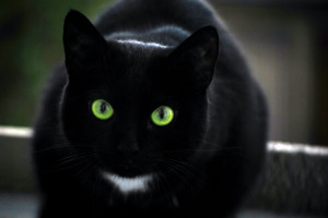 Black Cat by MoCore