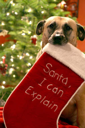 animal, christmas, dog, haha, holiday, santa, sock, winter