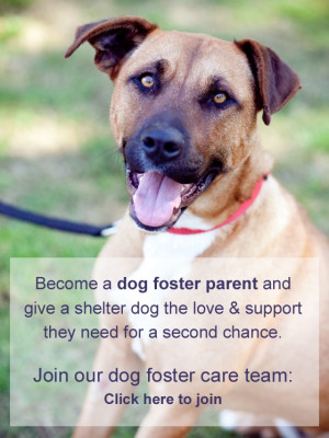 Dog foster care with Animal Welfare League NSW. Can you help?