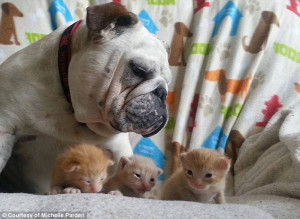 ... little sisters! Adorable bulldog protects his adopted kitten siblings