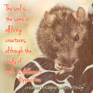 The Soul Is The Same In All Living Creatures, Although The Body Of ...