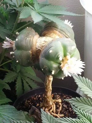 Triple headed lophophora graft on a 