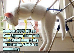 Funny cat pictures sayings | Jokes Quotes Pictures