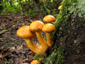 Draw The Sexual Reproduction Ans