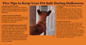 Pet Safety Tips For Halloween