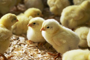 raising chicks baby chick care