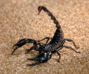Black Scorpion Facts and Photos-Images 2012