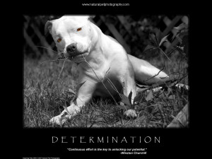 Pit Bull Quotes Good Dogs http://www.pitbull-chat.com/showthread.php ...