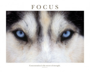 Blue-eyed Siberian Husky close up with intense focus