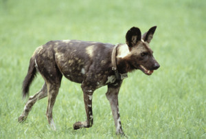 African Wild Hunting Dogs