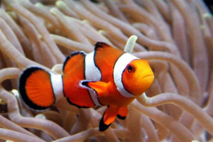there s also a certain fish called the clown fish