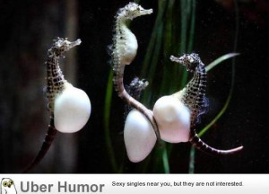 Pregnant seahorse dads - http://geekstumbles.com/funny/uber-humor ...