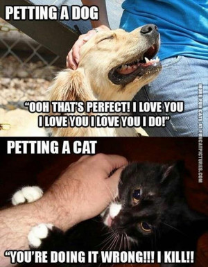 fun-cat-picture-petting-a-dog-vs-petting-a-cat.jpg