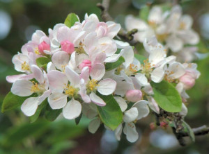 Apple Blossom