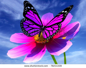 Beautiful Cosmos Flower and butterfly