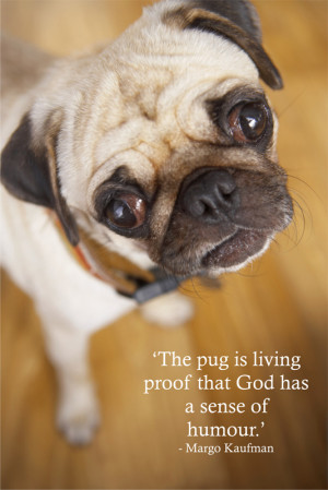 Pug Sayings http://www.signscene.co.za/pet_quotes_dogs.html