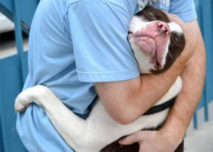 暖心图片：和狗狗们拥抱的正确方式