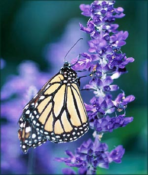 Thank you quotes: Yellow white butterfly sitting on purple flower.