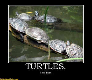 turtles-turtles-animal-zombie-kid-reptile-motivational-1317091709.jpg