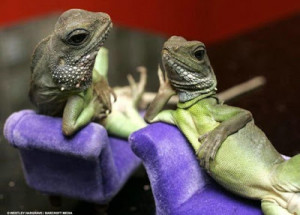 Funny Lizards | Images-Photos